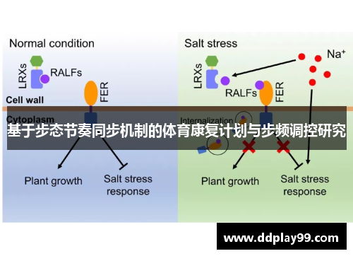 基于步态节奏同步机制的体育康复计划与步频调控研究
